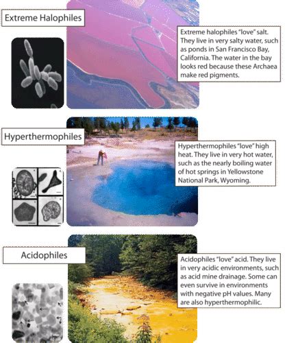 What prokaryotes live in very extreme harsh conditions?