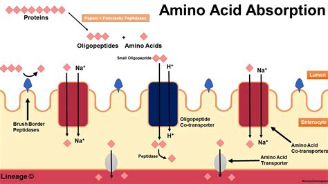 What proteins absorb the fastest?