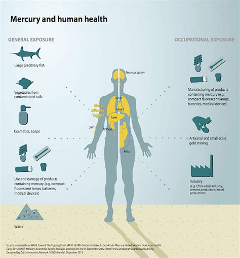 What pulls mercury out of the body?