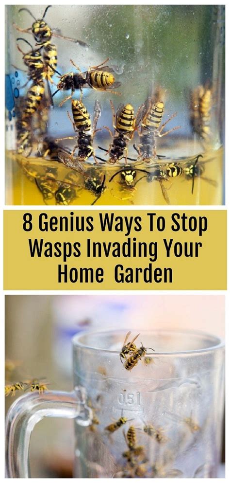 What pushes wasps away?