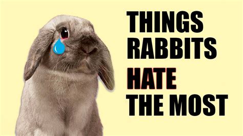 What rabbits hate the most?