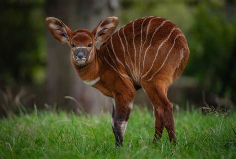 What rare animal is found in Canada?