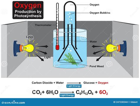 What reaction produces oxygen?