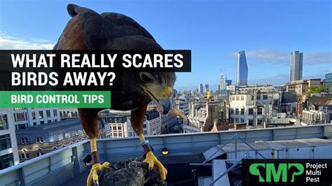 What really scares birds away?