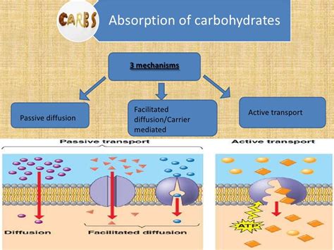 What reduces carb absorption?