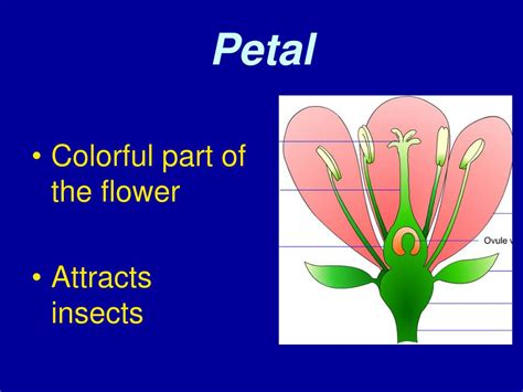 What refers to a bundle of petals?