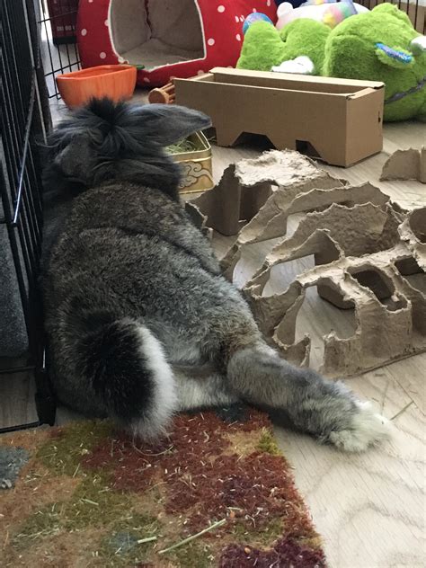 What relaxes rabbits?