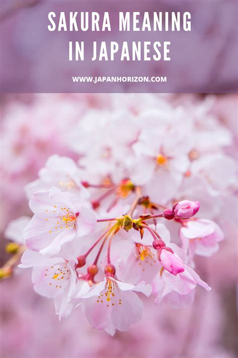 What sakura means in Japanese?