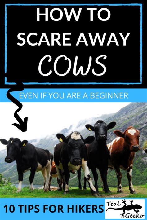 What scares a cow?