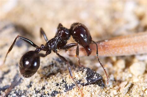 What scares ants?