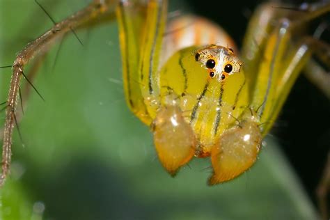 What scares spiders the most?