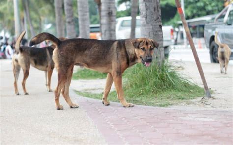 What scares stray dogs away?
