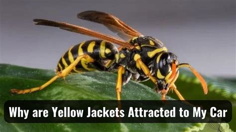 What scent are yellow jackets attracted to?