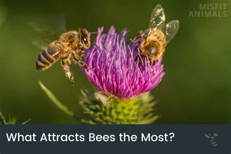 What scent attracts bees the most?