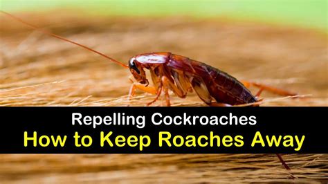 What scent chases away cockroaches?