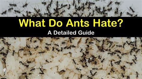 What scent do ants hate?