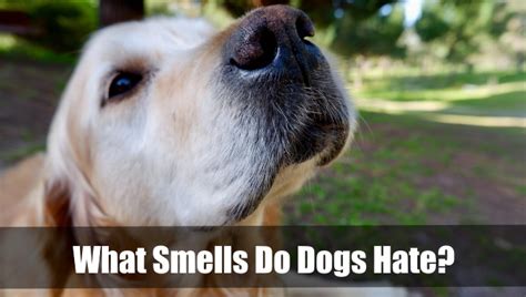 What scent do dogs hate?