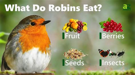 What scent do robins hate?