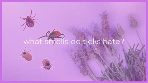 What scent do ticks hate most?