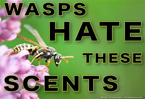 What scent do wasps hate?