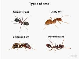 What scent drives ants away?