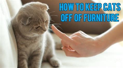 What scent keeps cats off furniture?