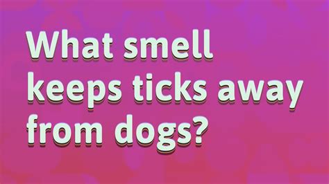 What scent keeps ticks away?