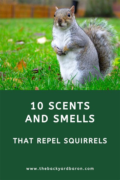 What scent will keep squirrels away?