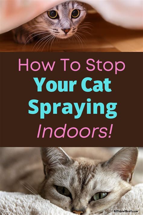 What scent will stop cats from spraying?