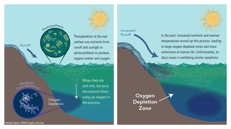 What sea has no oxygen?