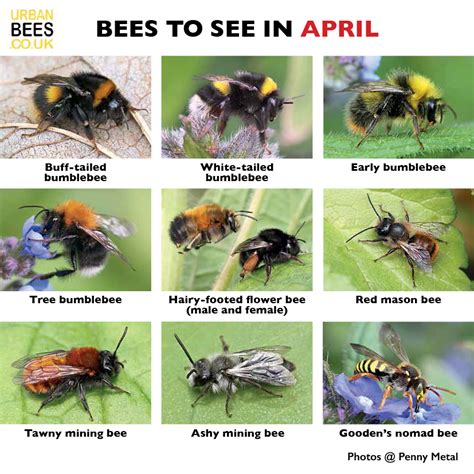 What season are bees most active?