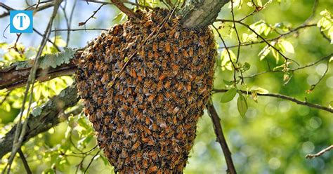 What season do honey bees swarm?