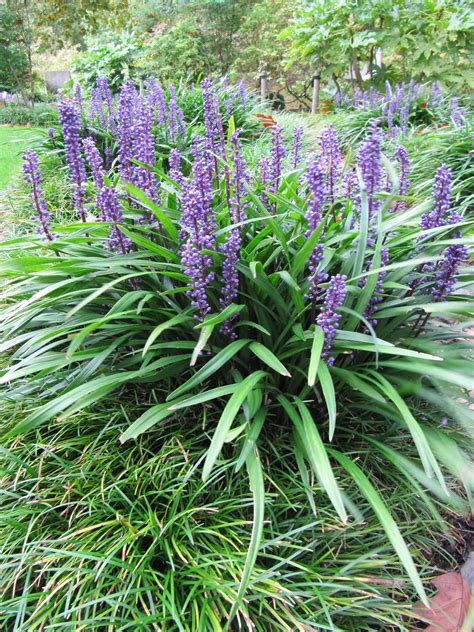 What season does liriope bloom?