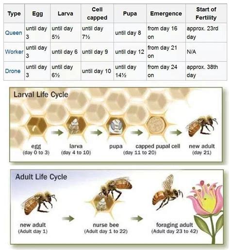 What season is the honey flow period?