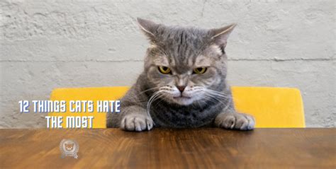 What sense do cats hate the most?