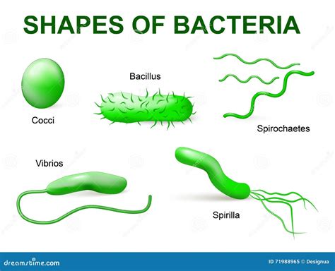 What shape can bacteria not be?