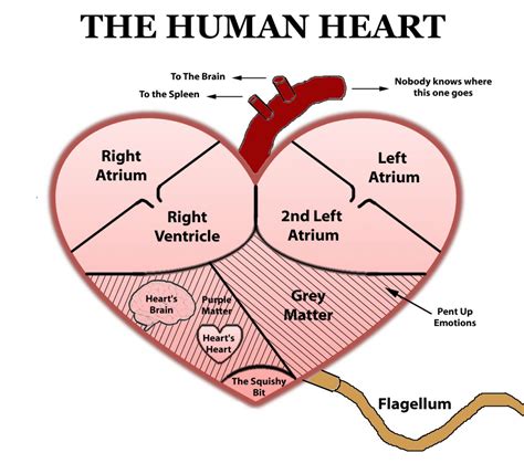 What shape is a real heart?