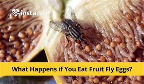 What should I do if I accidentally eat fly eggs?