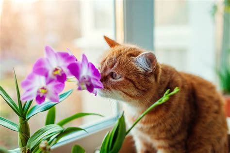 What should I do if my cat ate flowers?