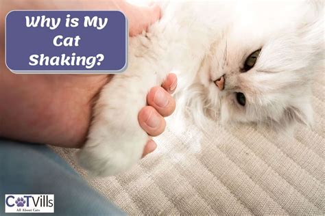 What should I do if my cat is shaking?