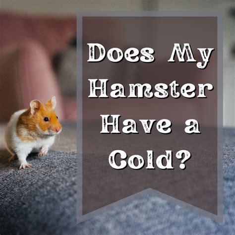 What should I do if my hamster is sneezing?