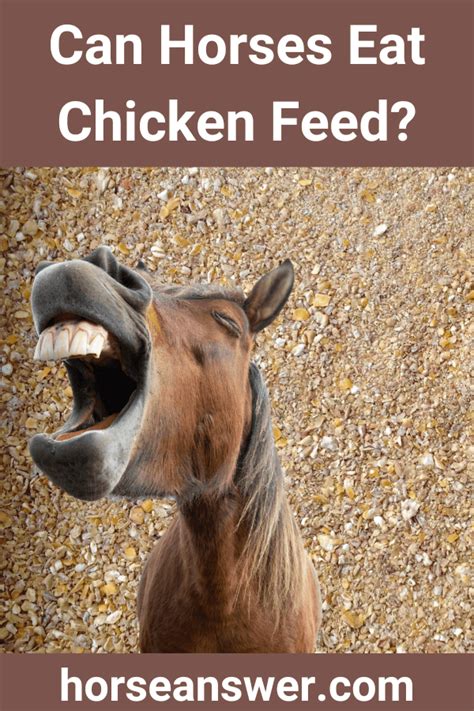 What should I do if my horse eats chicken feed?