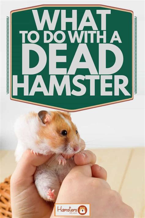 What should I do with a dead hamster?