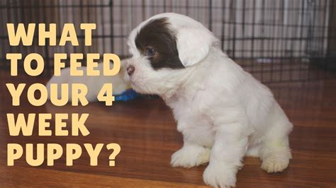 What should I feed my 4 week old puppy?