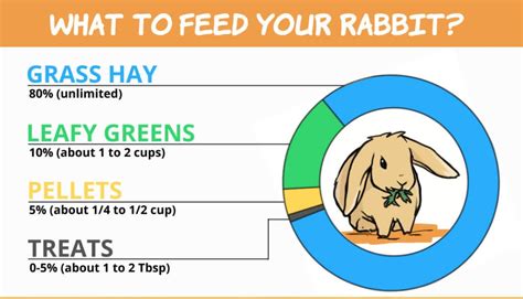 What should I feed my rabbit daily?