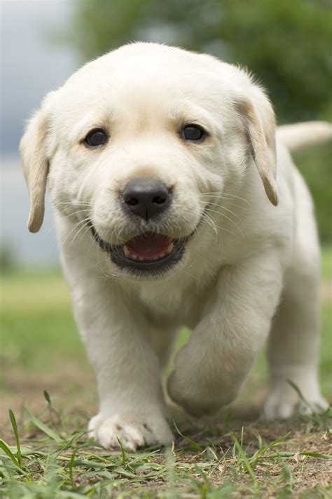 What should I look for in a Labrador puppy?