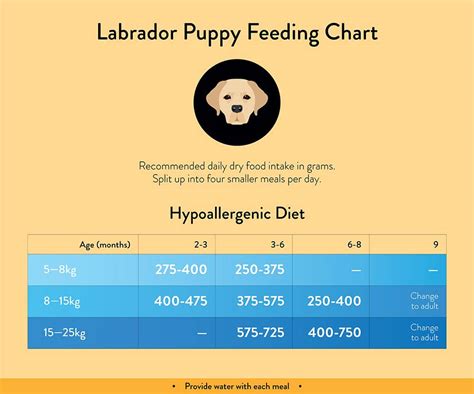 What should a Labrador eat in a day?