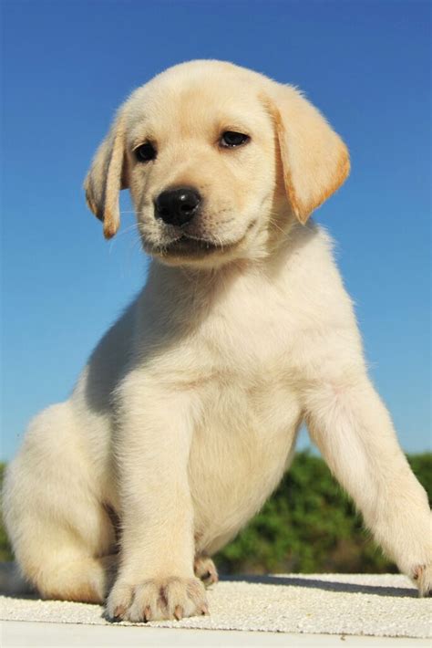 What should a Labrador puppy look like?