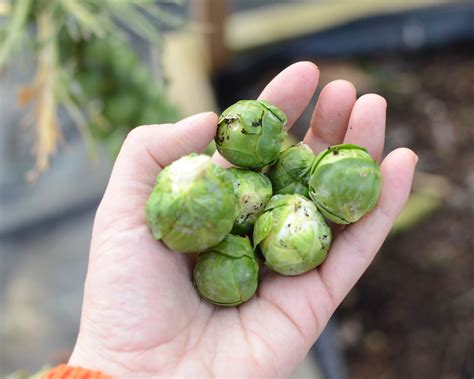 What should my brussel sprouts look like?