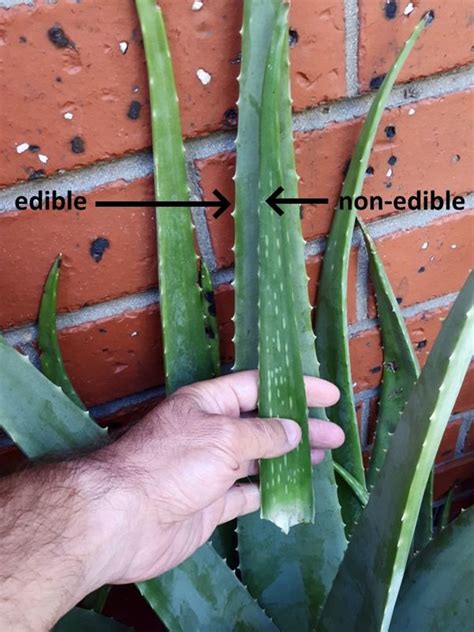 What should not be in aloe vera?